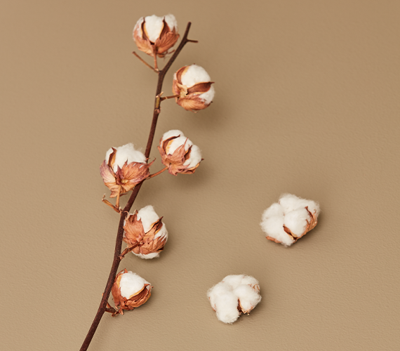imgi_31_cotton-3